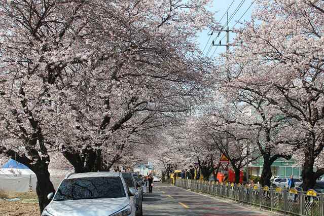 ▲ 대구시는 출·퇴근길과 주말 드라이브로 만날 수 있는 ‘대구 대표 벚꽃길 15개소’를 소개했다.ⓒ대구시