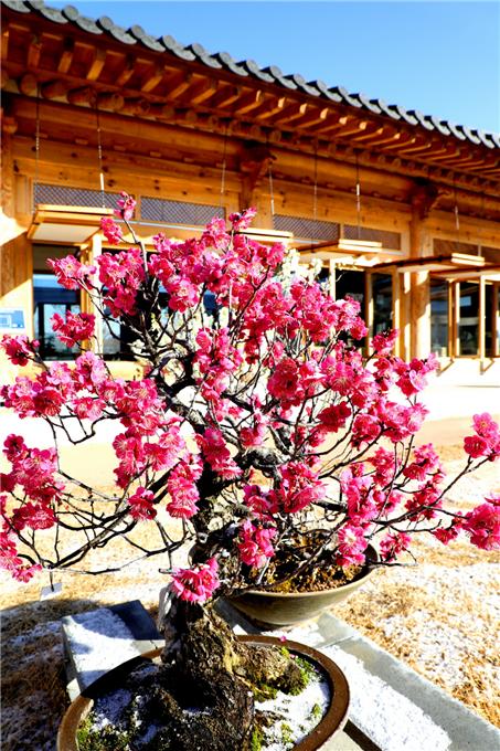 ▲ 봄을 알리는 입춘(立春)인 지난 3일 오전 국립세종수목원 분재원에서 꽃망울을 터뜨려 홍매화가 관람객 눈길을 사로잡고 있다.ⓒ국립세종수목원