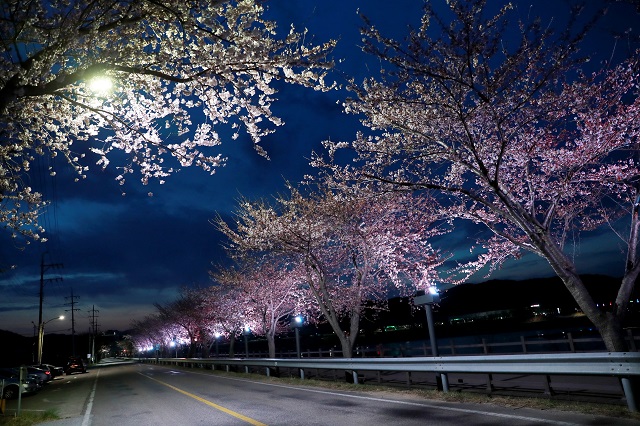 ▲ 울진군 산포리 망양정로 일원의 벚꽃 산책로 야경.ⓒ울진군