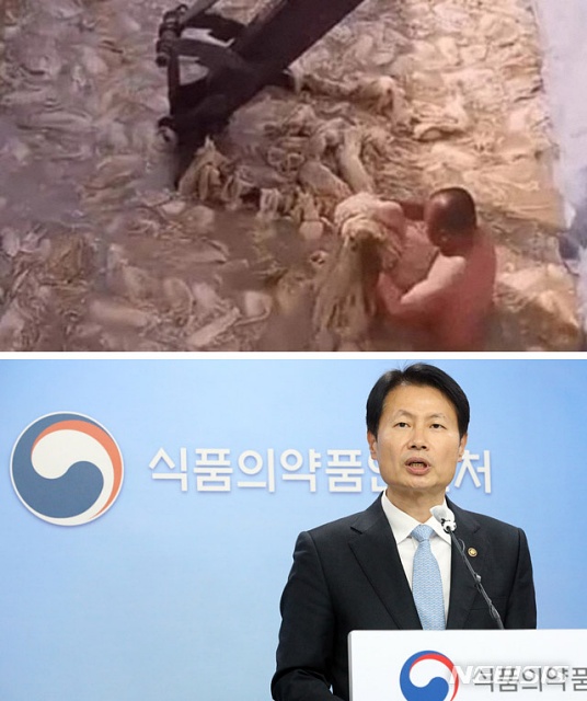 ▲ 사진은 중국인이 알몸 상태에서 배추를 절이는 논란의 동영상 사진 캡처(위)와 김강립 식약처장(아래).ⓒ웨이보·뉴시스
