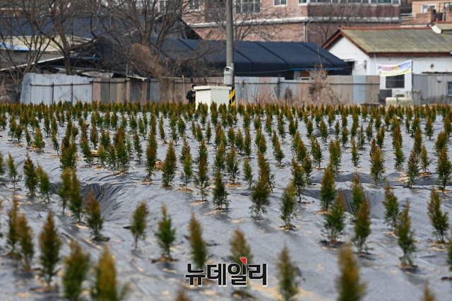 ▲ LH 직원이 경기 시흥땅을 사들인 뒤 농지에 묘목을 심은 모습. ⓒ 뉴데일리DB