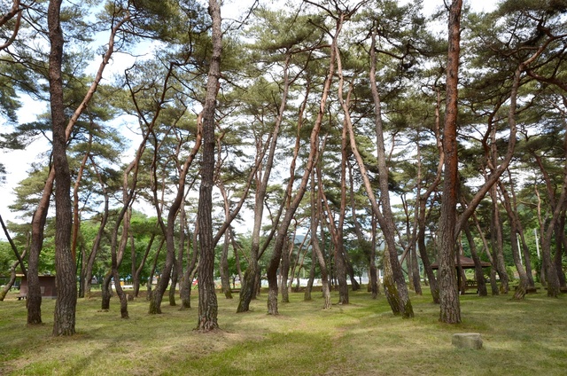 ▲ 청송군(군수 윤경희)은 소나무재선충병 피해의 선제적 예방 및 방지를 위하여  지난 1일부터 소나무류 이동단속 초소를 운영한다.ⓒ청송군