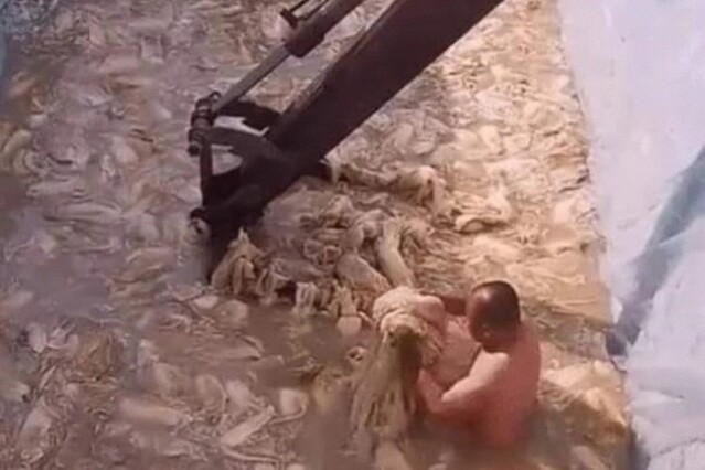 중국인이 알몸 상태에서 배추를 절이는 동영상 사진 캡처. ⓒ웨이보
