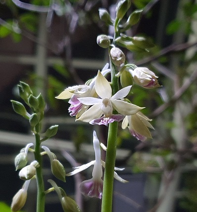 ▲ 국립세종수목원 전시 온실 내 개화한 신안새우난초.ⓒ국립세종수목원