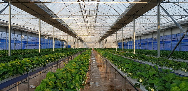 ▲ 신선채소·과채류 생산기반조성 위한 시설하우스 전경.ⓒ울진군