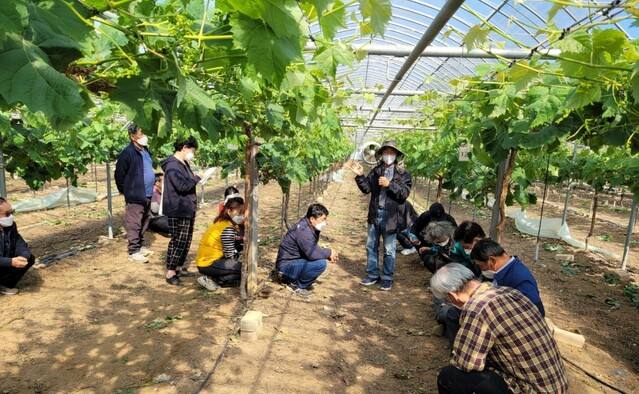 ▲ 칠곡군 농업기술센터는 지난 13일 ‘아침해칠곡 농업인대학 샤인머스켓 과정’ 교육생을 대상으로 현장실습교육을 실시했다.ⓒ칠곡군