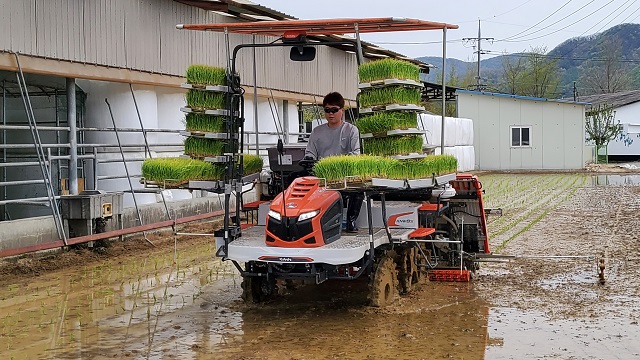 ▲ 경주시 산내면 모내기 사진.ⓒ경주시