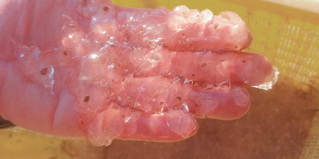 ▲ 대형 플랑크톤의 일종인 살파 사진.ⓒ한울본부