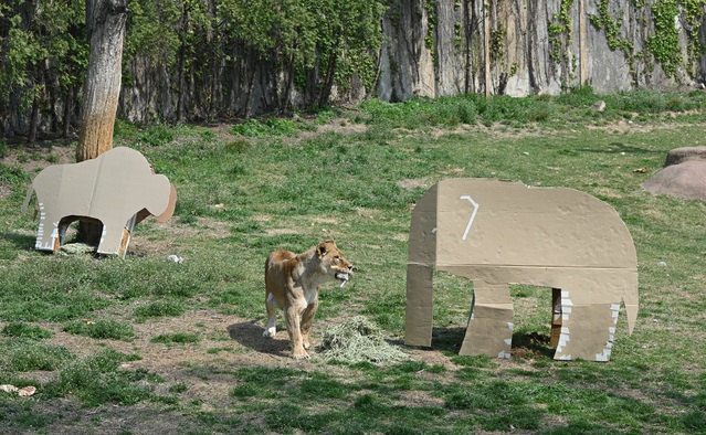 ▲ 서울대공원에 있는 동물들이 LG전자 가전제품의 포장 박스로 만든 놀이도구를 가지고 놀고 있는 모습. ⓒLG전자