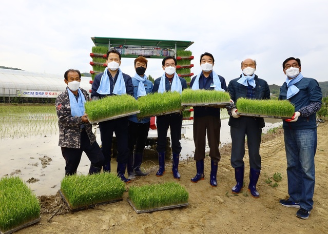 ▲ 쌀 전업농인 김종기(71)씨 부자(父子)는 칠곡군에서는 처음으로 기산면 영리 논 1ha에 조생종인 황금 벼를 심었다.ⓒ칠곡군