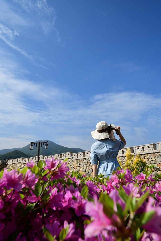 ▲ 청도읍성을 찾은 관광객은 1.8km의 고풍스러운 성곽을 걸으면서 철쭉과 꽃잔디, 장미 등 화려한 꽃의 향연을 만끽하며 사진을 찍기도 한다.ⓒ청도군