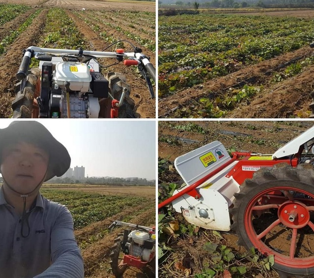 ▲ 황천순 천안시의회 의장이 부동산 투기 의혹을 받고 있는 신방동 땅. 황 의장인 이 곳에 고구마를 심어 300박스를 수확했다고 밝혔다.ⓒ황천순 천안시의장 제공