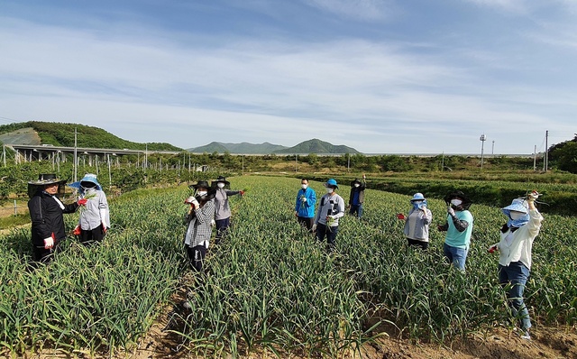 ▲ 영천시(시장 최기문) 직원들이 연이어 농촌일손 돕기 현장에 나섰다. 지난 6일 환경사업소, 7일 과수한방과, 화산면, 화남면이 바쁜 업무를 잠시 접어두고 지역 내 마늘밭을 찾았다.ⓒ영천시