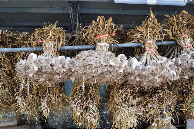 ▲ 의성마늘 사진.ⓒ의성군