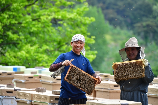 ▲ 5월 아카시아 꽃 향기가 진해지는 청도군(군수 이승율)에 양봉농가의 손길이 쉴 틈이 없다.ⓒ청도군