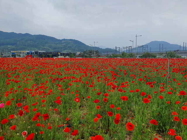 ▲ 김천시(시장 김충섭)는 율곡동 혁신도시 KTX역 부근에 꽃양귀비 대형꽃밭을 올해도 조성해 눈길을 끌고 있다.ⓒ김천시