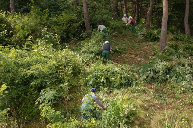 ▲ 전국 최고의 청정지역으로 유명한 ‘산소카페 청송군’이 지역을 상징하는 명품 산림자원의 유지·보호를 위해 적극 앞장선다.ⓒ청송군