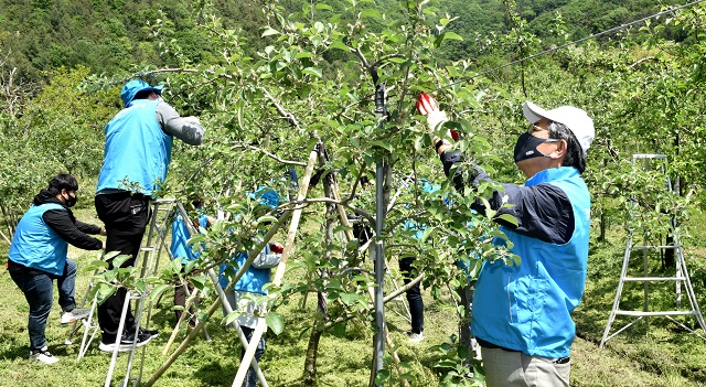 ▲ 김성조 사장과 임직원들이 열매솎기를 하고 있다.ⓒ경북관광공사