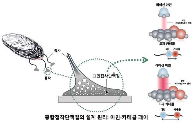 ▲ 홍합접착단백질의 설계 원리: 아민-카테콜 페이 사진.ⓒ포스텍