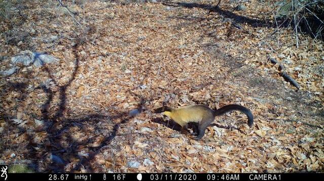 ▲ 팔공산 도립공원에는 총 5295종의 생물이 서식하고 있으며, 2014년 조사 시 확인된 4739종보다 556종이 증가했다. 사진은 팔공산에 서식하는 담비.ⓒ대구시