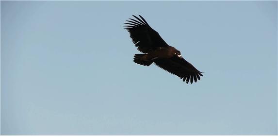 ▲ 특히 멸종위기 야생동물 Ⅰ급인 ‘붉은박쥐’, ‘매’와 Ⅱ급 ‘큰말똥가리’가 이번에 추가 확인돼 총 멸종위기 야생동물은 15종으로 늘어났다. 사진은 팔공산에 서식하는 독수리.ⓒ대구시