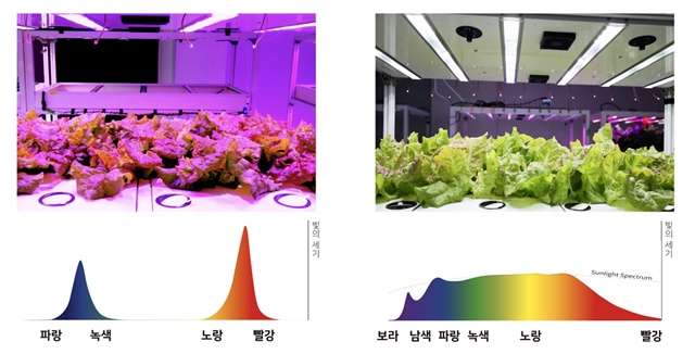 ▲ 식물재배 비교 실험. ⓒ서울반도체