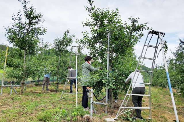 ▲ 청송군(군수 윤경희) 공무원들이 본격적인 영농철을 맞아 사과적과 등으로 지역 농가의 농촌일손돕기에 나섰다.ⓒ청송군