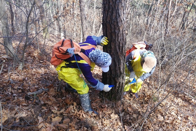 ▲ 청송군(군수 윤경희)은 소나무재선충병 피해의 선제적 예방 및 방지를 위해 소나무재선충병 예방활동을 강화하기로 했다.ⓒ청송군