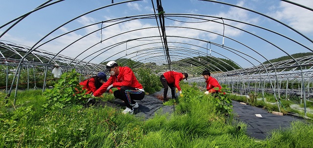 ▲ 경주엑스포대공원은 ‘인피니티 플라잉’ 공연단이 일손 부족에 시달리고 있는 지역 농가에 일손 돕기를 하고 있다.ⓒ경주엑스포