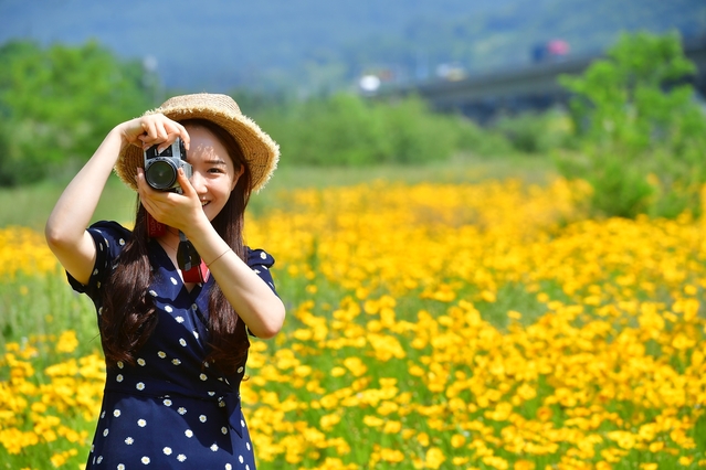 ▲ 청도천변에 금계국이 활짝 펴 관광객들의 눈길을 사로잡고 있다.ⓒ청도군