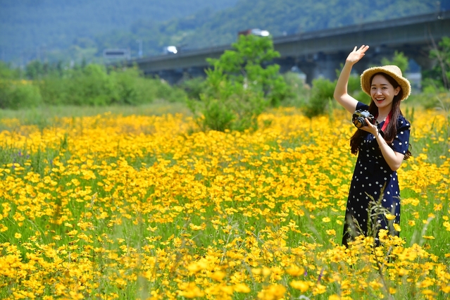 ▲ 금계곡이 활짝 피면서 코로나19 바이러스로 지친 주민과 관광객들의 발길이 이어지고 있다.ⓒ청도군
