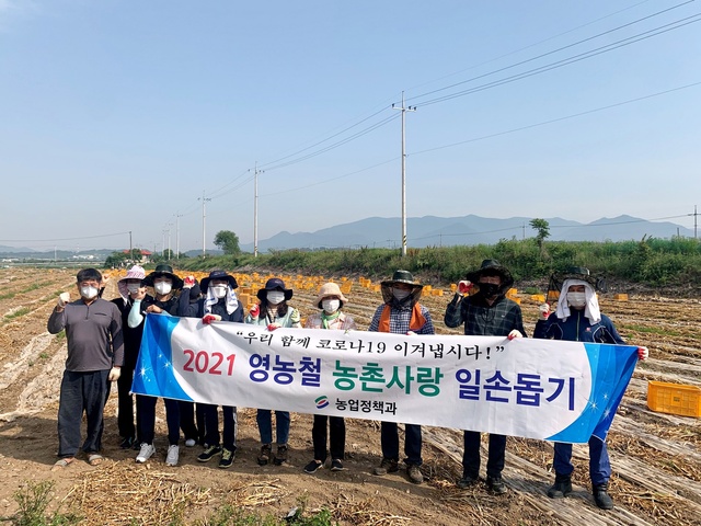 ▲ 영천시(시장 최기문)는 마늘 수확기를 맞아 일손을 구하지 못해 어려움을 겪고 있는 지역 농가를 위해 2차 농촌일손 돕기에 나선다.ⓒ영천시