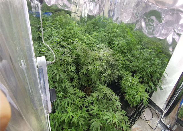 ▲ 상가 지하건물에서 대마를 대량으로 재배하다가 적발된 모습. ⓒ대검찰청