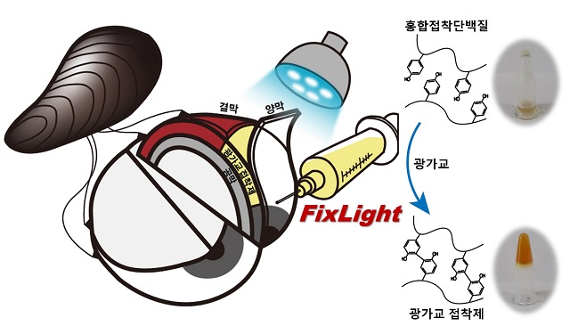 ▲ 광가교(가시광 활성화) 홍합단백질접착제(FixLight)를 사용한 非봉합 양막 이식 개략도.ⓒ포스텍