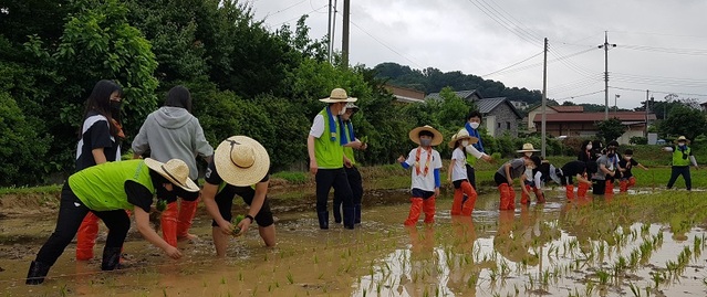 ▲ 염기동 충북농협본부장(중앙)과 어린이들이 11일 청주시 강내면에서 손 모내기를 하고 있다.ⓒ충북농협