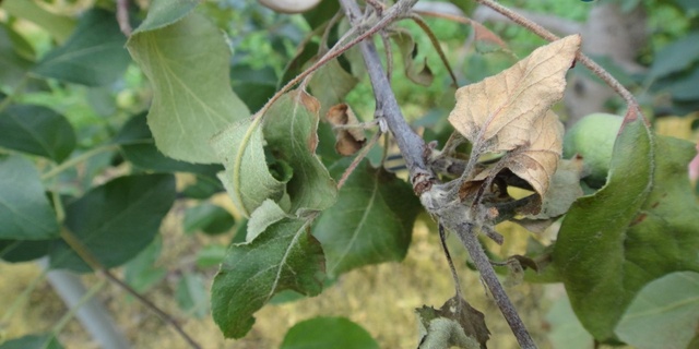 ▲ 청도군(군수 이승율)은 지난 7일 과수화상병 확산 차단을 위해 사과, 배 등 과원 경영자 및 과수 농작업자, 관련 산업 종사자에 대한 사전방제조치 이행 행정명령을 내렸다.ⓒ청도군