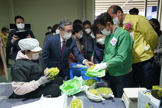 ▲ 경북농업기술원은 장기저장기술 적용으로 포도 수출이 역대 최고 실적을 달성함에 따라 농림축산식품부와 함께 수출용 포도의 저장기술 매뉴얼 보급과 시범사업 확대 등 후속사업을 적극 추진하기로 했다.ⓒ경북도