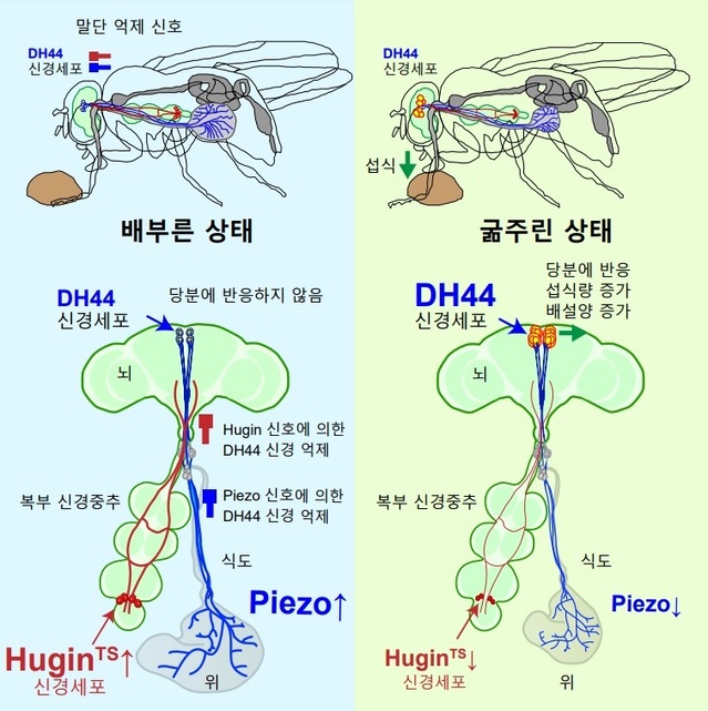 ▲ 초파리의 DH44 신경세포의 두 가지 억제신호에 대한 모식도.ⓒKAIST