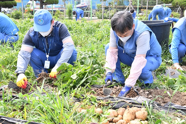 ▲ 지난 25일 포항 청림동에 위치한 포스코케미칼 주말농장에서 임직원들이 감자를 수확하고 있다.ⓒ포스코케미칼