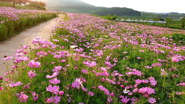 ▲ 조문국사적지에 가을 꽃인 코스모스가 만개했다.ⓒ의성군