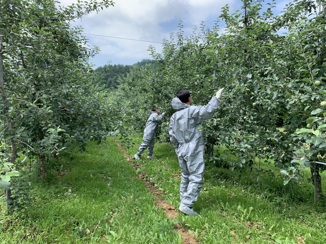 ▲ 영주시 농업기술센터(소장 장성욱)는 28일 과수화상병 발생지점 5㎞ 반경 이내 정밀예찰을 실시한 결과 추가 발생은 없다고 28일 밝혔다.ⓒ영주시