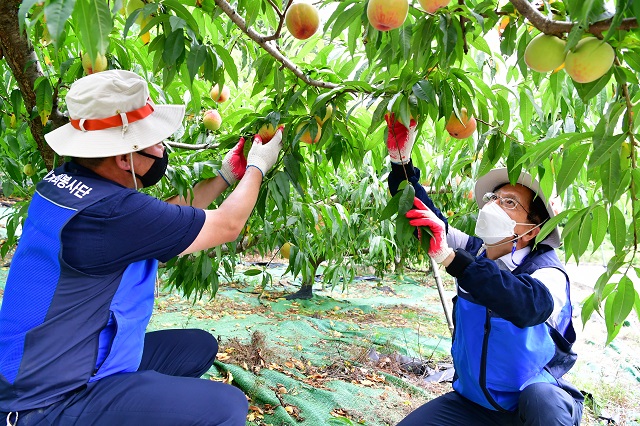 ▲ 월성본부 원흥대 본부장(오른쪽)는 동경주 감포읍 소재 농가를 찾아 일손 돕기 봉사활동을 펼쳤다.ⓒ월성본부