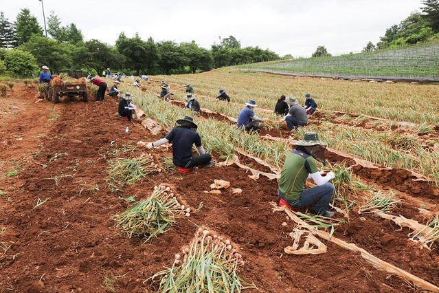 ▲ 충북 단양군 매포읍에서 공무원들이 마늘수확 일손을 지원하고 있다.ⓒ단양군