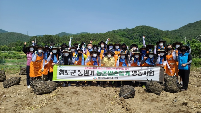 ▲ 청도군(군수 이승율)은 지난 2일 영농철의 부족한 농촌 인력 수급 문제를 해결하기 위해 직접 확대 운영하기 시작한 농촌일자리지원센터가 큰 성과를 올리고 있다.ⓒ청도군