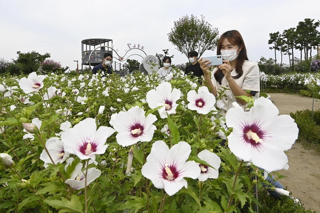▲ 대구 달성군 유가읍 테크노폴리스 중앙공원 내에 위치한 무궁화동산에는 무궁화가 활짝 피었다.ⓒ달성군