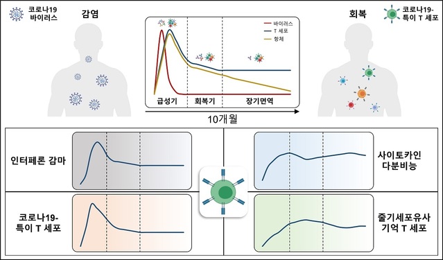 ▲ KAIST 의과학대학원 신의철 교수연구팀 등이 공동 연구한 연구 내용 그림.ⓒKAIST