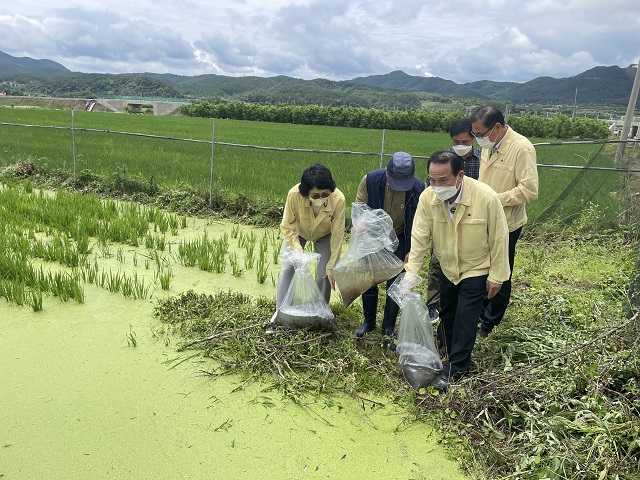 ▲ 김영만 군수는 의흥면 연계2리 미꾸리 쌀 작목반 회원 11명과 마을주민 30여 명이 참석한 가운데 미꾸리를 논에 입식하고 있다.ⓒ군위군