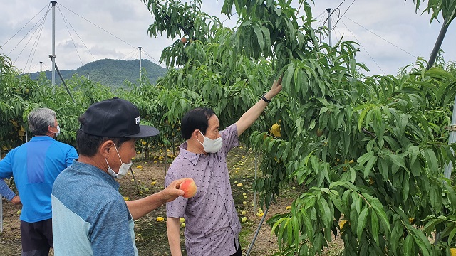 ▲ 김주수 군수가 우박 피해 현장을 방문해 피해를 확인하고 있다.ⓒ의성군