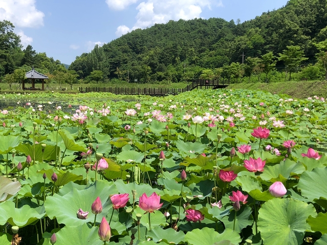 ▲ 옥련지 생태공원은 저수지의 습지를 복원, 다양한 생물체가 살아갈 수 있는 공간으로 조성해 지역 청소년들에게 자연학습의 공간과 주민들에게는 생태 휴식 공원으로 제공하고 있다.ⓒ성주군