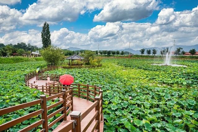 ▲ 초전면에 위치한 뒷미지 수변공원은 여름철 성주의 명소로 자리 잡아 7월이면 연분홍빛으로 물든 연꽃이 만발해 보는 이의 가슴을 설레게 한다.ⓒ성주군